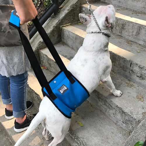 LiftEase Hip Support Harness for Senior & Injured Dogs