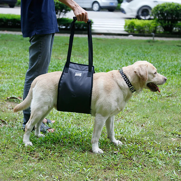 Dog standing with LiftEase harness in grass